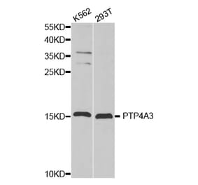 Western blot - PTP4A3 antibody from Signalway Antibody (38332) - Antibodies.com