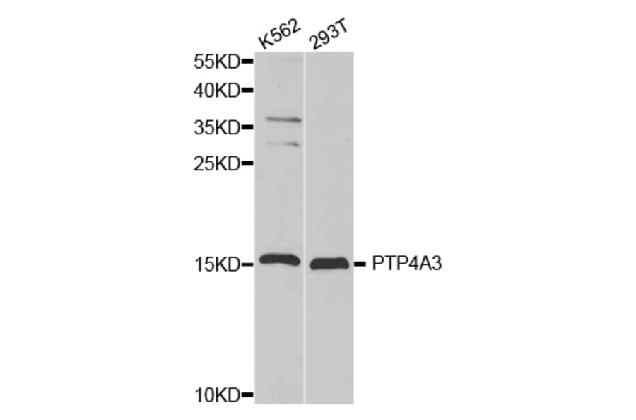 Western blot - PTP4A3 antibody from Signalway Antibody (38332) - Antibodies.com
