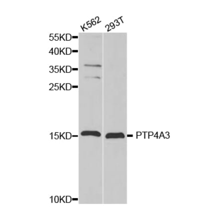 Western blot - PTP4A3 antibody from Signalway Antibody (38332) - Antibodies.com