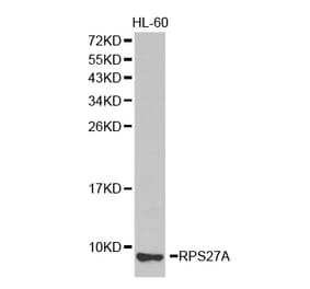 Western blot - RPS27A antibody from Signalway Antibody (38336) - Antibodies.com