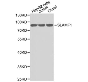 Western blot - SLAMF1 antibody from Signalway Antibody (38342) - Antibodies.com