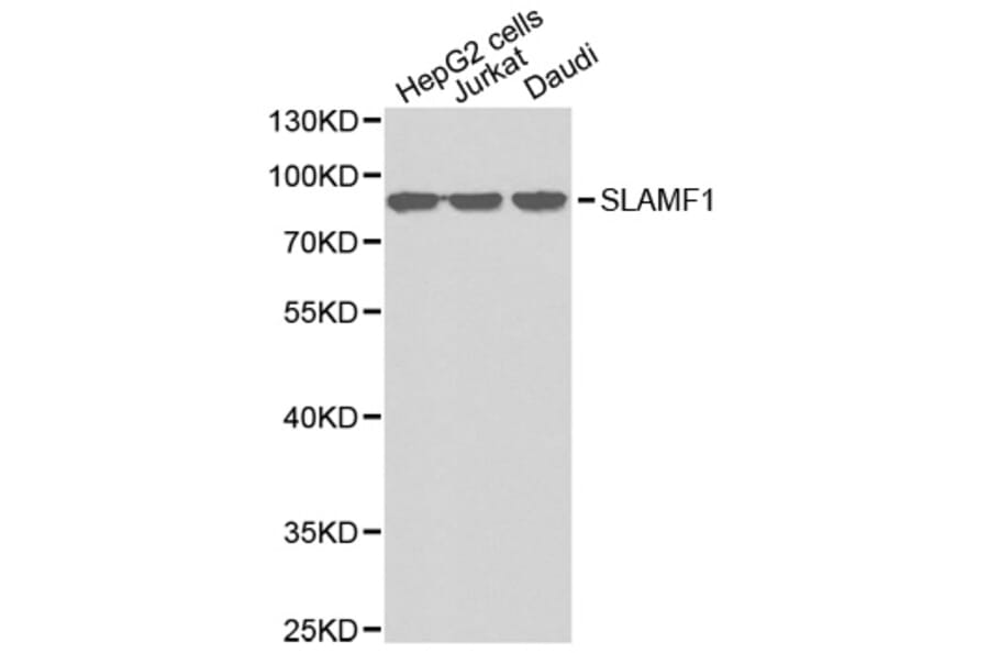 Western blot - SLAMF1 antibody from Signalway Antibody (38342) - Antibodies.com