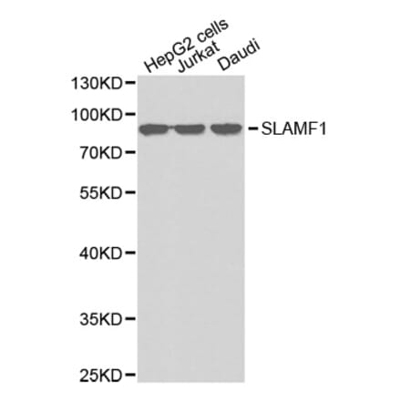 Western blot - SLAMF1 antibody from Signalway Antibody (38342) - Antibodies.com