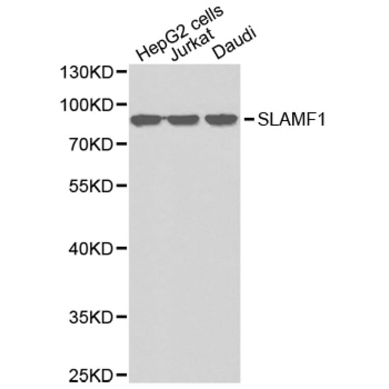 Western blot - SLAMF1 antibody from Signalway Antibody (38342) - Antibodies.com