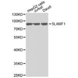 Western blot - SLAMF1 antibody from Signalway Antibody (38342) - Antibodies.com