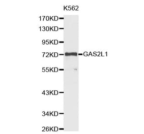 Western blot - GAS2L1 antibody from Signalway Antibody (38380) - Antibodies.com