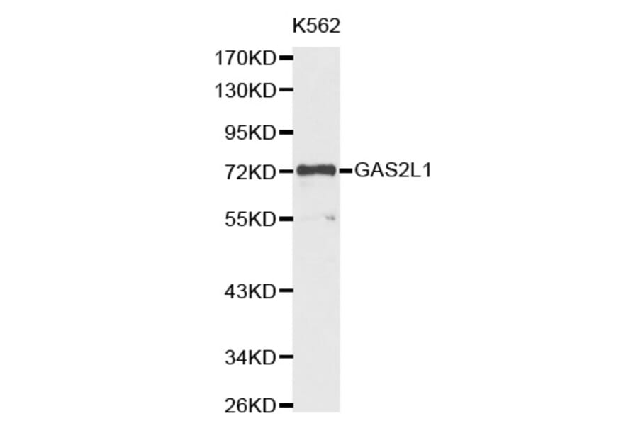Western blot - GAS2L1 antibody from Signalway Antibody (38380) - Antibodies.com