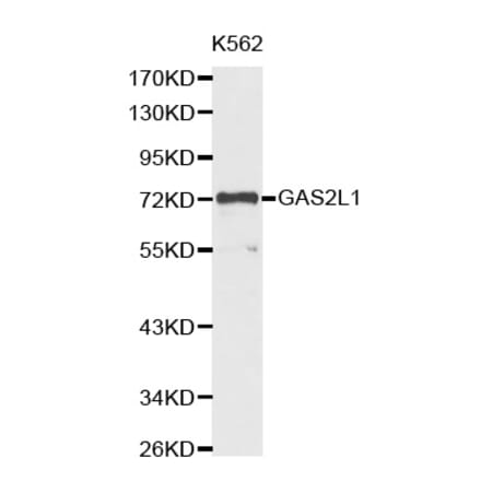 Western blot - GAS2L1 antibody from Signalway Antibody (38380) - Antibodies.com