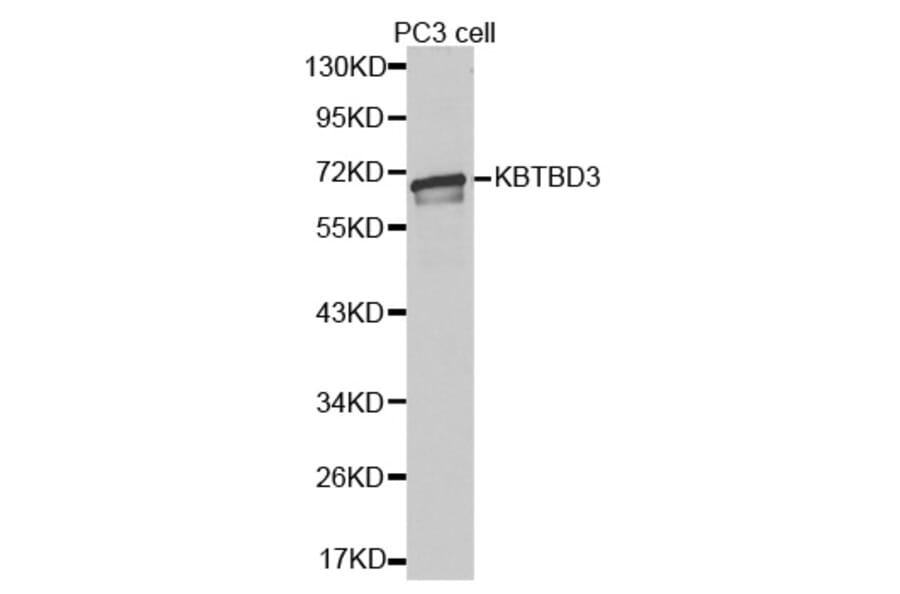 Western blot - KBTBD3 antibody from Signalway Antibody (38384) - Antibodies.com