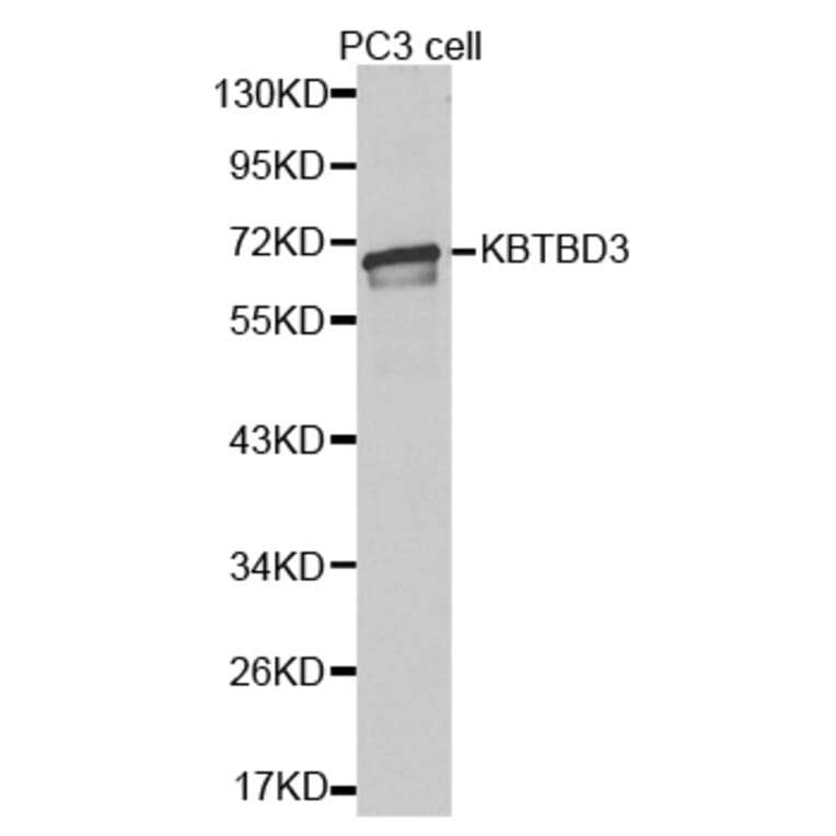 Western blot - KBTBD3 antibody from Signalway Antibody (38384) - Antibodies.com