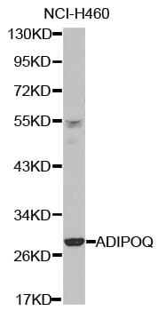 Western blot analysis of extracts of NCI-H460 cell line, using ADIPOQ antibody.