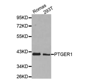 Western blot - PTGER1 antibody from Signalway Antibody (38495) - Antibodies.com