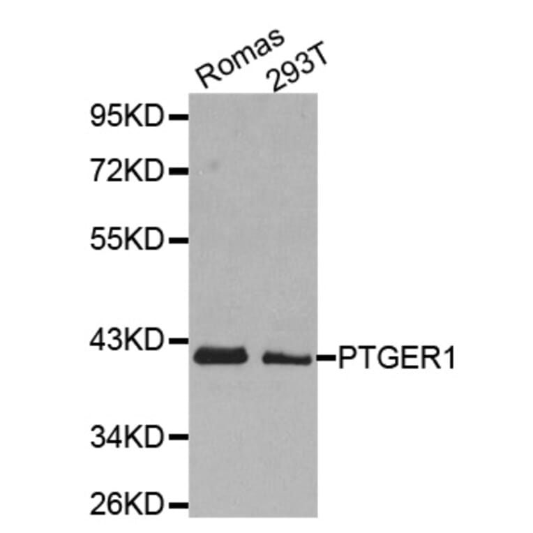 Western blot - PTGER1 antibody from Signalway Antibody (38495) - Antibodies.com
