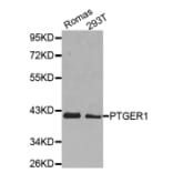 Western blot - PTGER1 antibody from Signalway Antibody (38495) - Antibodies.com
