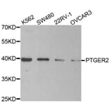 Western blot - PTGER2 antibody from Signalway Antibody (38496) - Antibodies.com