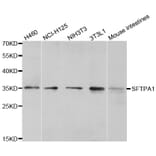Western blot - SFTPA1 antibody from Signalway Antibody (38598) - Antibodies.com
