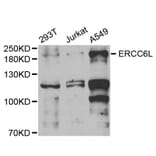 Western blot - ERCC6L antibody from Signalway Antibody (38729) - Antibodies.com
