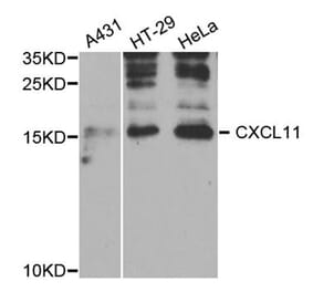 Western blot - CXCL11 antibody from Signalway Antibody (38745) - Antibodies.com