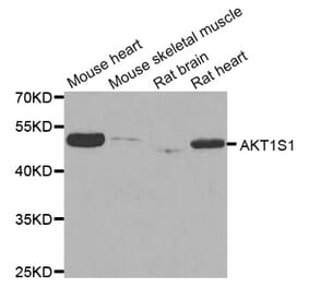 Western blot - AKT1S1 antibody from Signalway Antibody (38768) - Antibodies.com