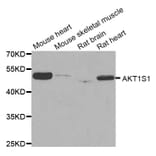 Western blot - AKT1S1 antibody from Signalway Antibody (38768) - Antibodies.com