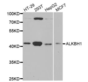 Western blot - ALKBH1 antibody from Signalway Antibody (38770) - Antibodies.com