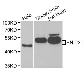 Western blot - BNIP3L antibody from Signalway Antibody (38792) - Antibodies.com