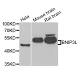 Western blot - BNIP3L antibody from Signalway Antibody (38792) - Antibodies.com