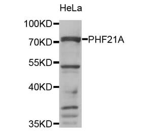 Western blot - PHF21A antibody from Signalway Antibody (38829) - Antibodies.com