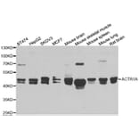 Western blot - ACTR1A antibody from Signalway Antibody (38969) - Antibodies.com