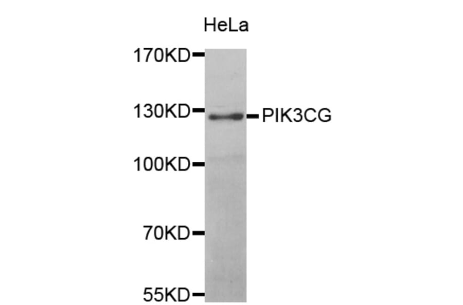 Western blot - PIK3CG antibody from Signalway Antibody (39102) - Antibodies.com