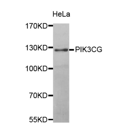 Western blot - PIK3CG antibody from Signalway Antibody (39102) - Antibodies.com