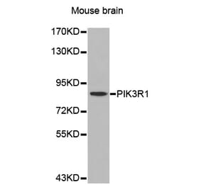 Western blot - PIK3R1 antibody from Signalway Antibody (39201) - Antibodies.com