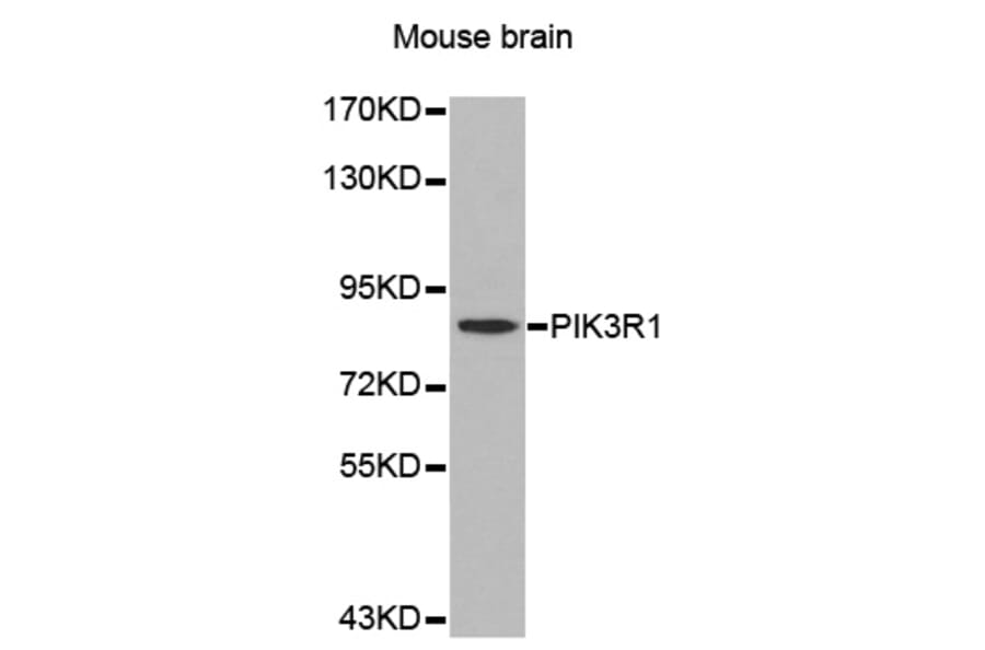 Western blot - PIK3R1 antibody from Signalway Antibody (39201) - Antibodies.com