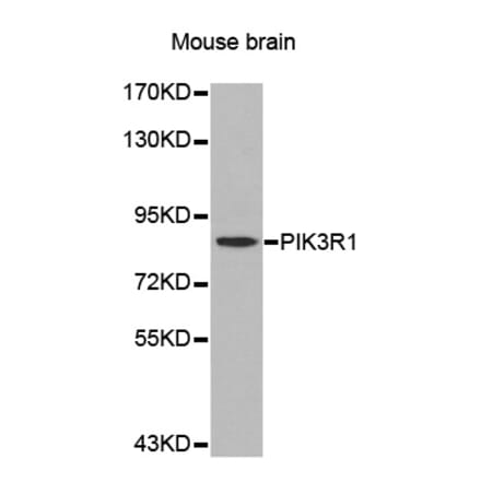 Western blot - PIK3R1 antibody from Signalway Antibody (39201) - Antibodies.com