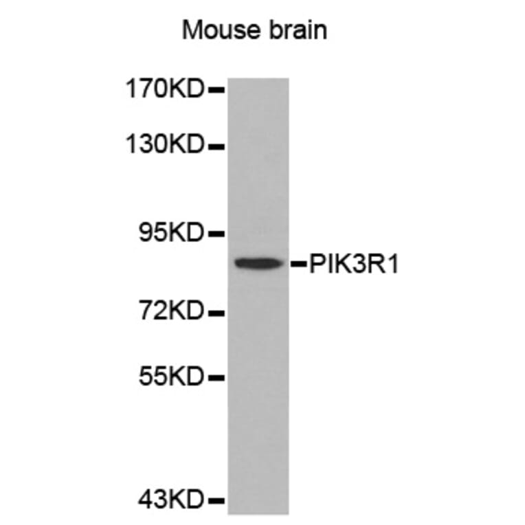 Western blot - PIK3R1 antibody from Signalway Antibody (39201) - Antibodies.com