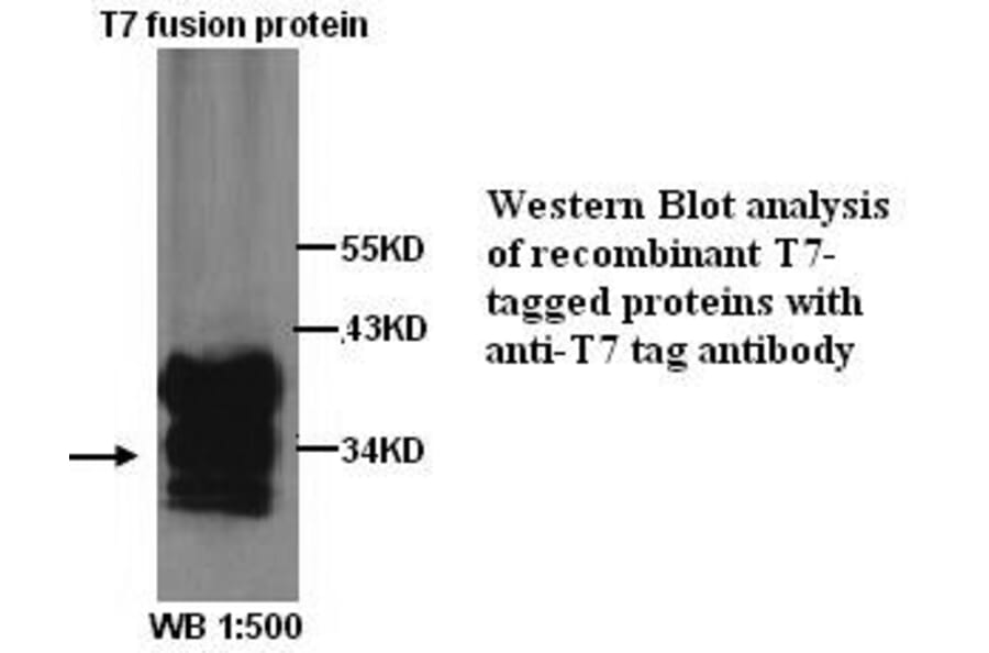T7 tag Antibody from Signalway Antibody (39276) - Antibodies.com