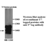 T7 tag Antibody from Signalway Antibody (39276) - Antibodies.com