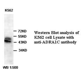 ADRA1C Antibody from Signalway Antibody (39387) - Antibodies.com