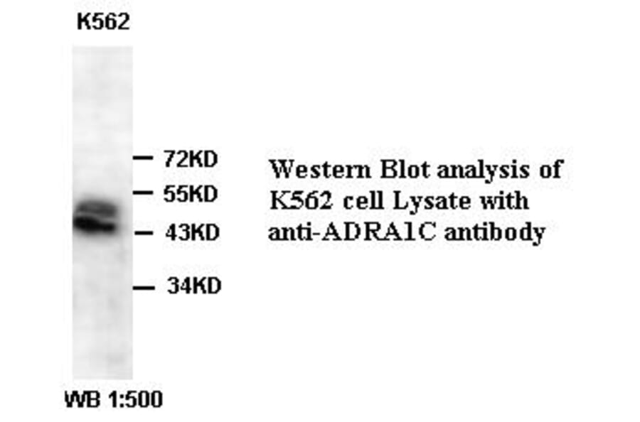 ADRA1C Antibody from Signalway Antibody (39387) - Antibodies.com
