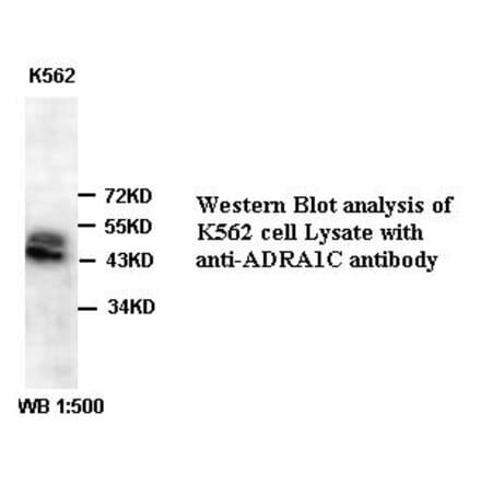 ADRA1C Antibody from Signalway Antibody (39387) - Antibodies.com