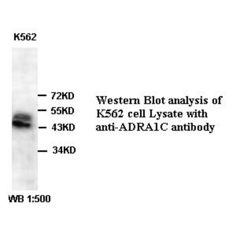 ADRA1C Antibody from Signalway Antibody (39387) - Antibodies.com