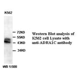 ADRA1C Antibody from Signalway Antibody (39387) - Antibodies.com