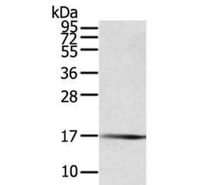 PTPMT1 Antibody from Signalway Antibody (40065) - Antibodies.com