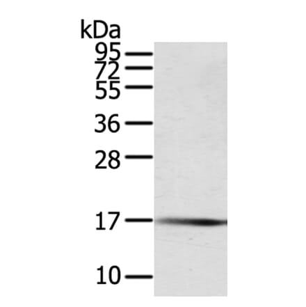 PTPMT1 Antibody from Signalway Antibody (40065) - Antibodies.com