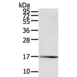 PTPMT1 Antibody from Signalway Antibody (40065) - Antibodies.com