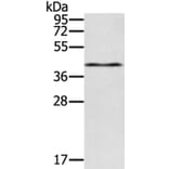 RASSF4 Antibody from Signalway Antibody (40071) - Antibodies.com