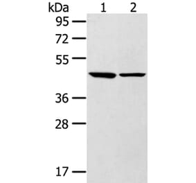 LTB4R2 Antibody from Signalway Antibody (40200) - Antibodies.com