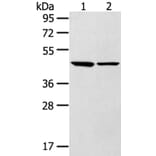 LTB4R2 Antibody from Signalway Antibody (40200) - Antibodies.com