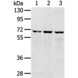 SLC5A9 Antibody from Signalway Antibody (40214) - Antibodies.com