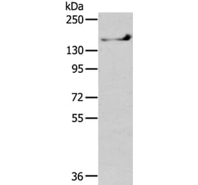 SHANK1 Antibody from Signalway Antibody (40359) - Antibodies.com